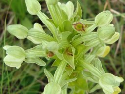 Habenaria epipactidea flower spike from above